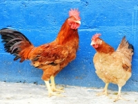 ayam merawang