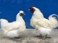 ayam kapas